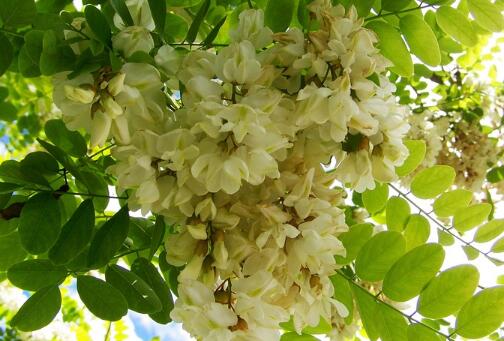 “四大名蜜”槐花蜜多少钱一斤？**与作用有哪些？三步教你辨别真假