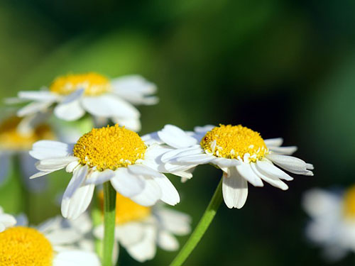 洋甘菊的**与作用 洋甘菊原来这么有用